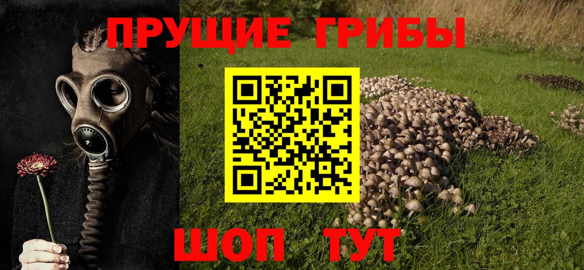 Псилоцибиновые грибы Psilocybine cubensis  Псилоцибиновые грибы мухоморы  Сатка  Вход с VPN 